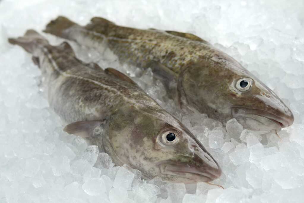 From Salted Shores to Royal Plates: The Enduring Legacy of Cod ...