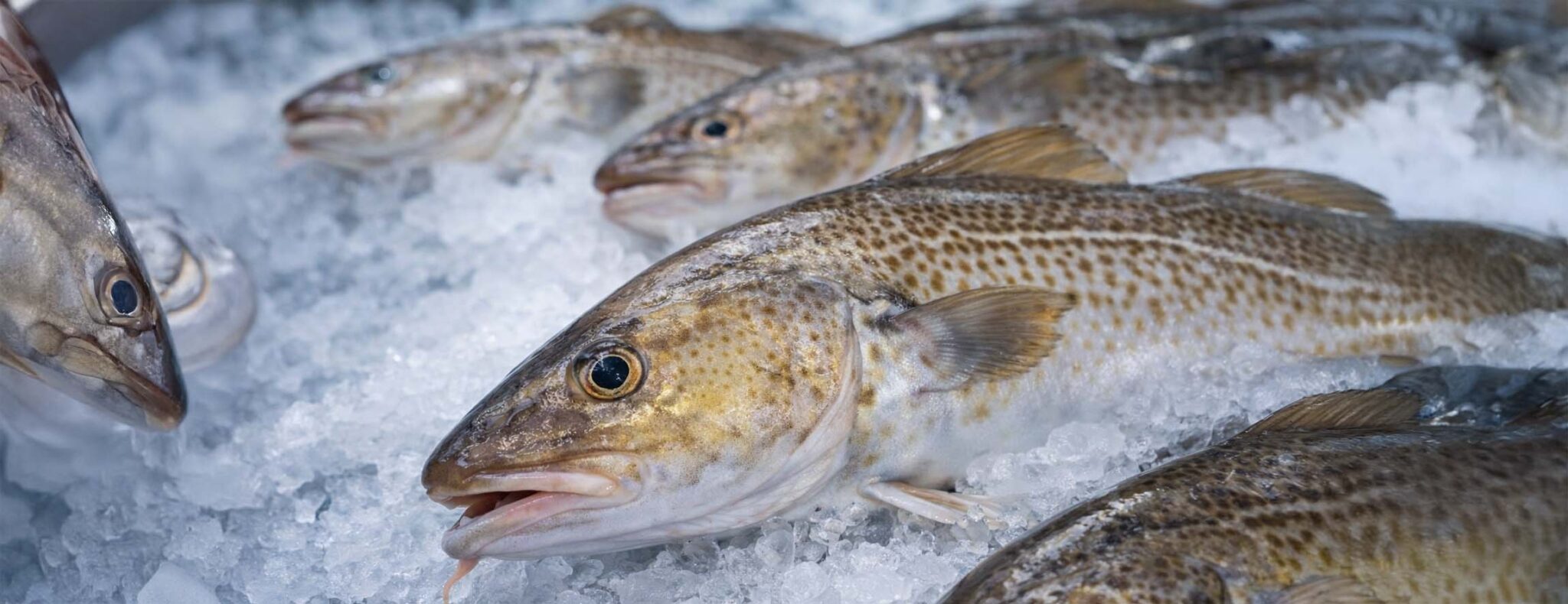 Navigating Change in the Cod Market: Our Perspective - Southstream Seafoods