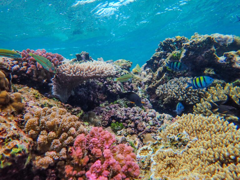 Southstream Seafoods Backs Coral & Mangrove Restoration in the Dominican Republic