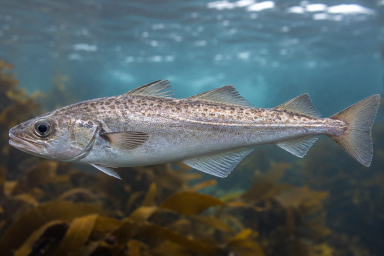 Fish Fact Friday: Pollock